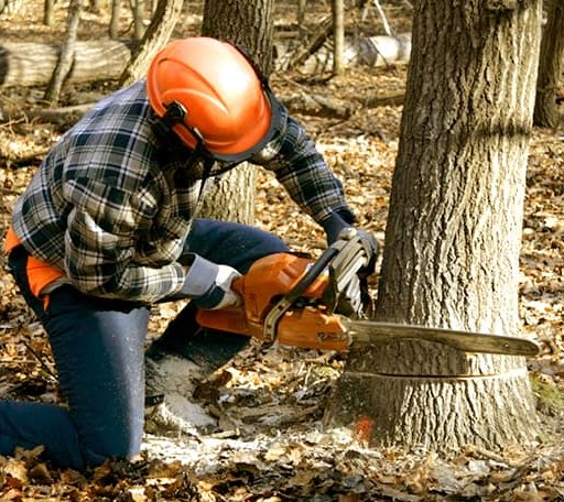 Tree Removal in Simla, CO